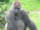 Der Gorilla (Gorilla gorilla) ist eine Primatenart aus der Familie der Menschenaffen (Hominidae) und ist der größte lebende Primat.