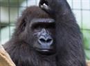 Gorilla-Weibchen Enea muss sich im Zoo Basel erst noch richtig einleben.