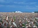 Ein Monsanto Maisfeld.