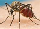 Das Zika-Virus wird in erster Linie durch den Stich infizierter Mücken übertragen.