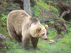 Der Bündner Bär ist wahrscheinlich in Italien auf Nahrungssuche. (Archivbild)