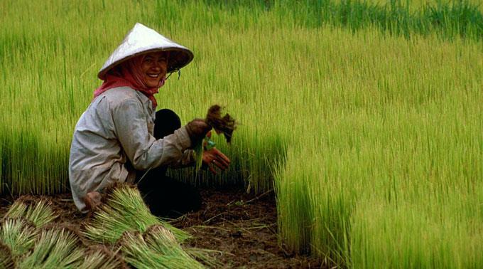 Ein Arbeiter auf einem Reisfeld in Kambodscha.