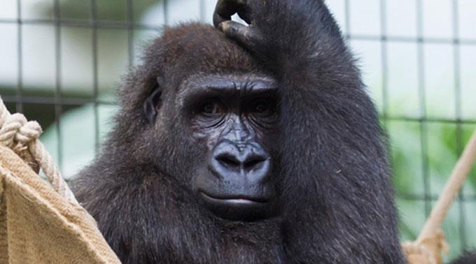 Gorilla-Weibchen Enea muss sich im Zoo Basel erst noch richtig einleben.