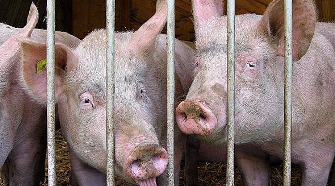 Experten fordern ein spezielles Label für eine Antibiotika-freie Fleischproduktion.