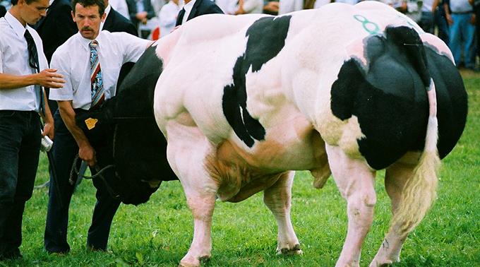 Rinder der Rasse Weissblaue Belgier dürfen nicht mehr in Reinform gezüchtet werden. Bild: Schwarzweisser Bulle.