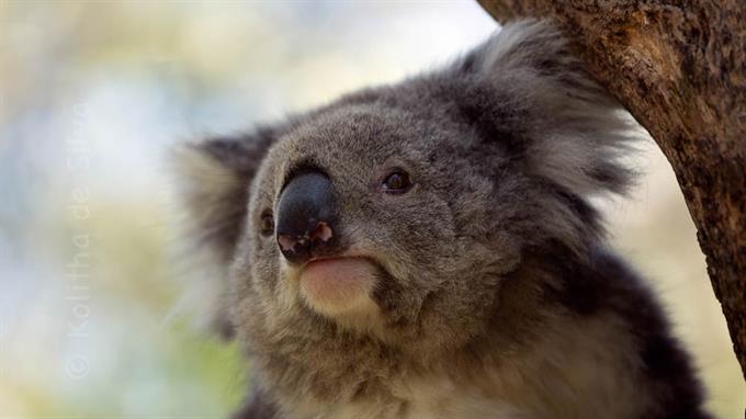 Um eine Koala-Plage zu verhindern, werden die schwachen oder kranken Tiere eingeschläfert.