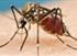 Das Zika-Virus wird in erster Linie durch den Stich infizierter Mücken übertragen.