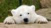 Schüsse auf Eisbären in Moskauer Zoo