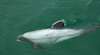 In Japan beginnt die Jagd auf Delfine