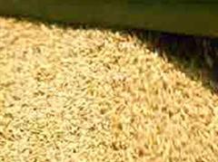 Der Jahresverbrauch an Reis wird die Produktion übersteigen.